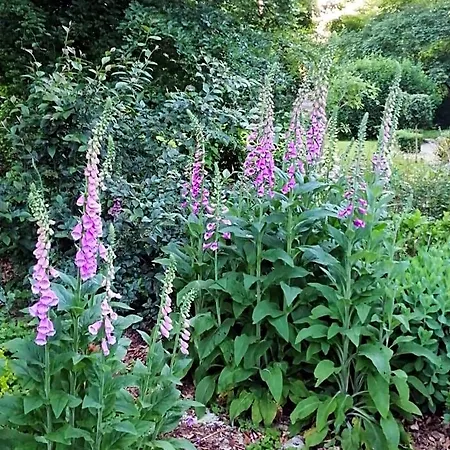 Accommodatie bij particulieren Le Notre Le Domaine Des Jardins De
