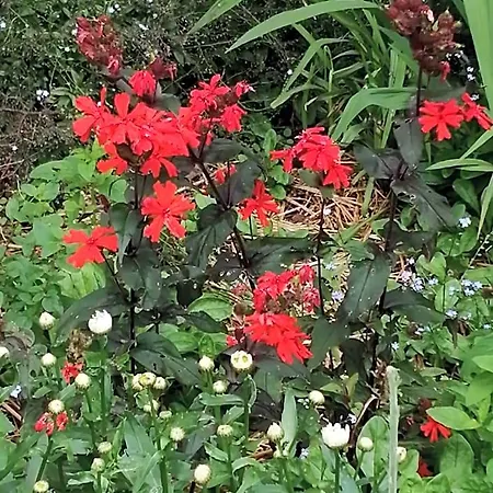 Le Notre Le Domaine Des Jardins De